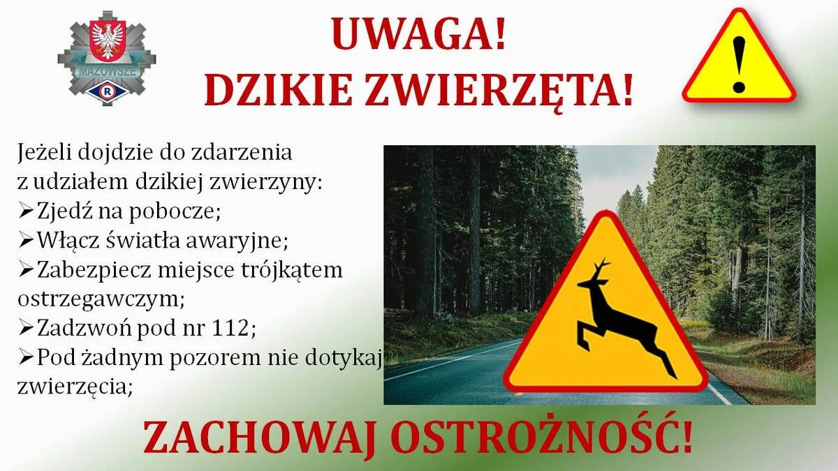 Ostrzeżenie przed dziką zwierzyną – dwa incydenty w ciągu jednego dnia